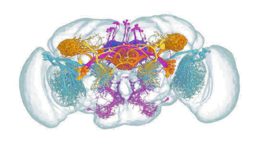Color-coded insect brain connectome with visual, memory, and central processing pathways