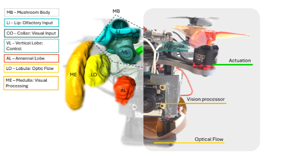 Labelled insect brain regions alongside a palm-sized aerial robot